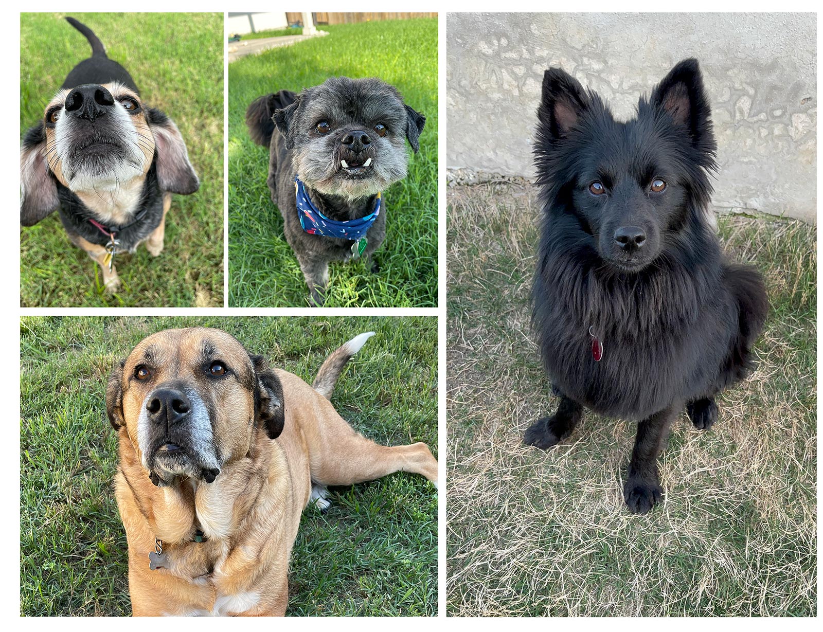 Nick's dogs